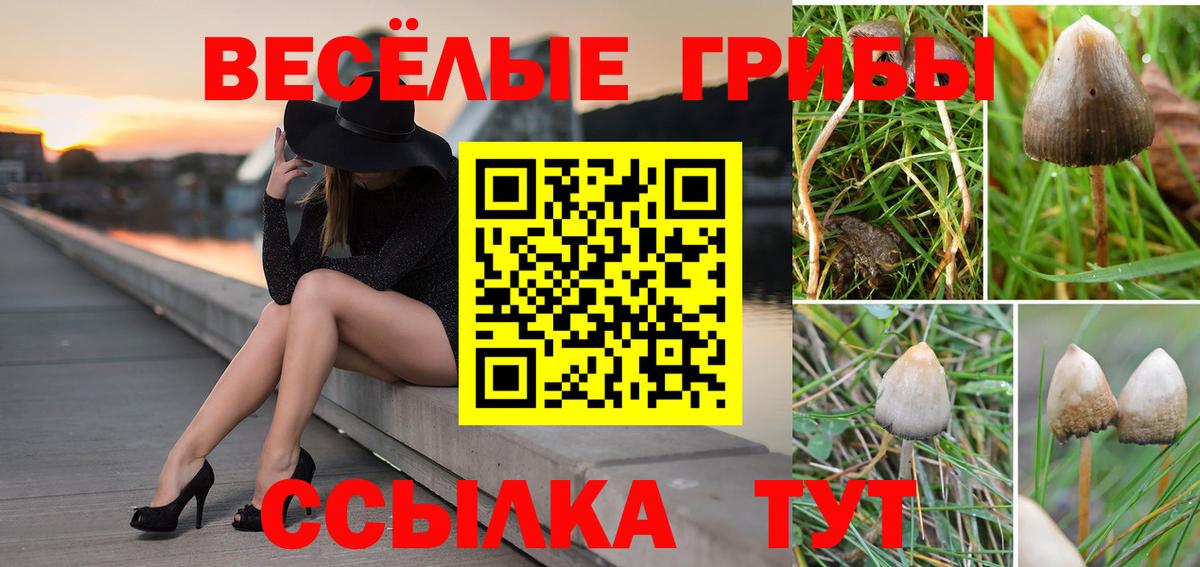 Псилоцибиновые грибы прущие грибы Курчалой